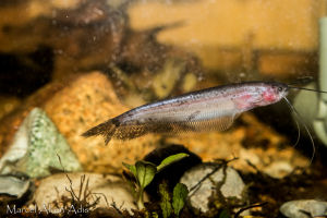 Asian Leaf Catfish/Ornamental fish/Freshwater/Readystock