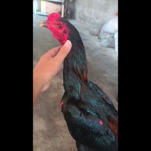 Gelang Kaki Unggas Merpati Ayam Entok Model Liontin Zeorfarm
