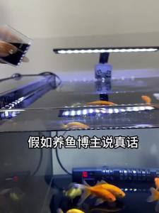 Methylene Blue Aquarium Fish Disinfection and Sterilization Quarantine Fish Koi White Spot Water Purification Mildew Body Rotten