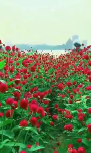 (Gói 100 hạt)Hạt Giống Hoa Cúc Bách Nhật Đỏ F1-Dễ Trồng Hoa Nở Đẹp Tặng kèm Hướng Dẫn Trồng