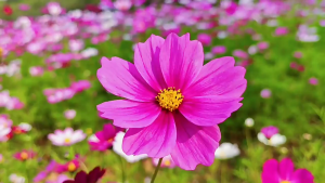 Benih Bunga Kosmos/Ulam Raja Berbunga(100 Seeds)/波斯菊种子/Cosmos Seeds Multi-Colors