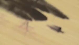 Bamboo Blinds Roller Bamboo Blinds Outdoor Blinds Bamboo Roller Blind Chinese Style Rolling Curtain Screen Decoration Partition for Home Use 竹帘