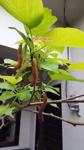 Bibit Long Murbey Super Cangkok Bisa Berbuah Dalam Pot