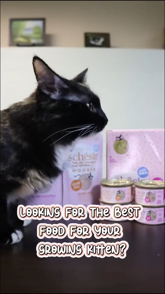 Schesir Baby Complete & Balanced Wet Food for Kitten - w DHA Taurine for Growth & Brain Development