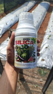 Pupuk SILICA 65% 500 ml LAKSA Plus Asam Amino NPK Penguat & Penyubur Tanaman Sayur Buah Kelapa Cabe