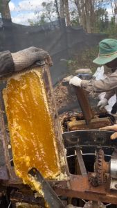 Mật ong hoa cà phê thượng hạng Lets Nuts chai 1l vị mật thơm đậm đà dùng trong nấu ăn pha nước