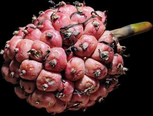 Buah Honje Pink Segar 1 Kg Bersih Organik Untuk DiKonsumsi ( Jus Petis Rujak Bumbu Masak )