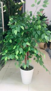 Cây si giả - Size từ 120cm đến 150cm - Cây giả hoa lụa trang trí nhà cửa