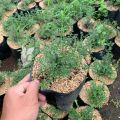 Tanaman Herbal  Rempah Timi atau Thyme. 