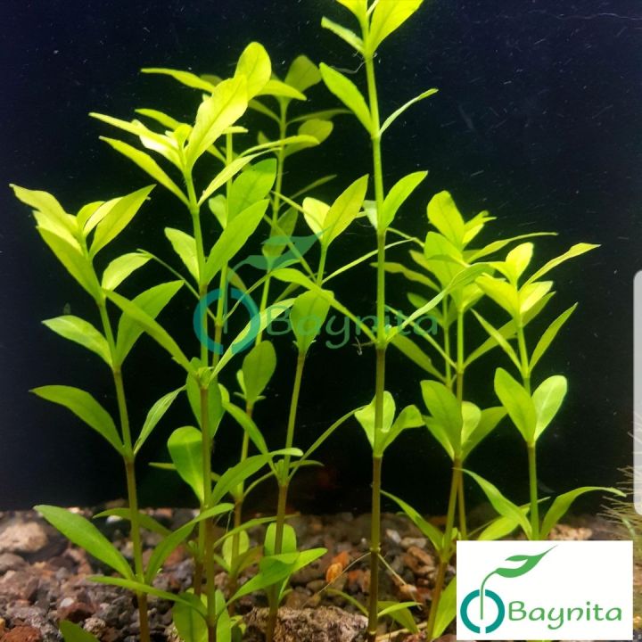 Aquarium Pond Aquatic Live Plant Hygrophila Polysperma 68 stem Lazada PH