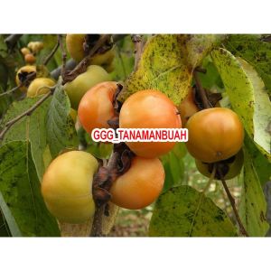 Bibit Buah Kesemek Manis Hasil Cangkok Cepat Berbuah