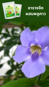 ชารางจืดผสมพลูคาว ชาสมุนไพร ตราไร่กฤติยา สูตร 13