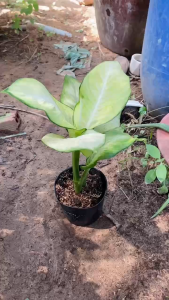 Cây Thiên Hoàng - Tổng thể tầm 40-50 cm - Decor văn phòng mang tài lộc!