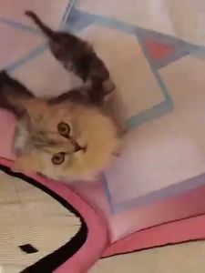 Pagar Tenda Lipat Portabel dengan 8 Panel untuk Anjing / Kucing Kandang Lipat Hewan