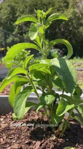 Paket 5 Bibit Stevia