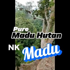 Madu Hutan Murni Asli Nektar Kaliandra Isi 650gr/460ml Natural Pure Honey