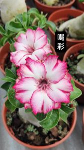 Mini Adenium Obesum Bonsai ID He Cai 喝彩 迷你富贵花
