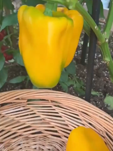 Hybrid Colorful Rainbow Bell Pepper Vegetable Seeds ( 100 seeds/pack ) - Basic Farm House-A692