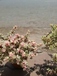 Cây sen đá dola hồng là biểu tượng của tiền bạc mang đến sự may mắn giàu sang và phú quý cho người trồng.