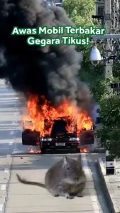 Alat Pembasmi Pengusir Tikus Paling Ampuh di Rumah dan Mobil Original Paling Ampuh