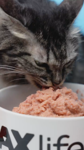 Makanan Kucing Basah Maxlife Pouch 85gr Wet Cat Food