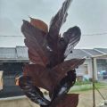 Daun Ungu Segar 10 Lembar Obat Wasir | Obat Ambeien Daun Handeuleum Obat Ambeyen. 