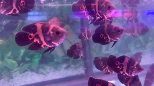 Sherd Red Oscar Body Pendek Ikan Oskar Ikan Hiasan