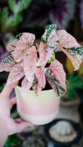 [Begonia] Snow Capped Pink Variegated Premium Selected Home Plant Rare Plants 秋海棠锦