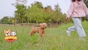 Ultimate Guide to Dog & Cat Shampoo for Pet Hair Grooming & Flea Control