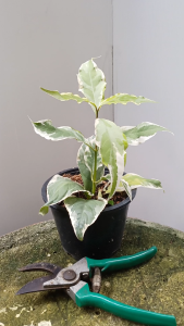 ต้นใบเงินใบเงิน เพาะในถุงหรือกระถาง 5 นิ้ว แตกรากแล้ว ไม้มงคลปลูกประดับบ้าน