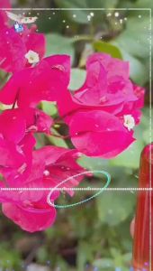 Serum ĐÀO THẢI Giãn Mao Mạch hiệu quả SPA TRẮNG HỒNG SE KHÍT LỖ CHÂN LÔNG MỜ NÁMTÀN NHANG GIẢM NẾP NHĂN