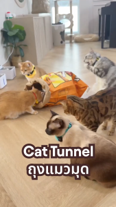 [Combo] Hanapet Highball 10g & Cat Tunnel ชุดคู่ ออร์แกนิก ปลอดภัย เล่นสนุกไม่มีหยุด