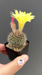 ตลับนาค Parodia Formosa แคคตัส กระบองเพชร cactus&succulent