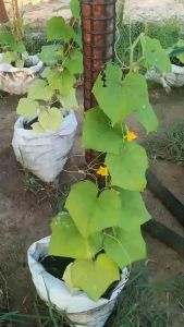 [DIY] ไม้ค้ำต้นไม้ เสาไม้เลื้อย กระกางต้นไม้ เสามะเขือเทศ โครงปลูกผัก ค้างไม้เลื้อย ซุ้มไม้เลื้อย ไม้ค้ำยันต้นไม้ ค้างต้นไม้ ค้างผัก