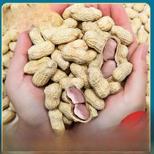 BIBIZAN | Garlic Five-Spice Boiled Peanut with Shell Snack