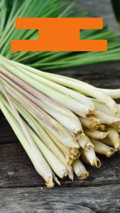 Murah 500 gram Serai Segar / 1 kg Sereh segar Premium Langsung Dipetik Dari Kebun