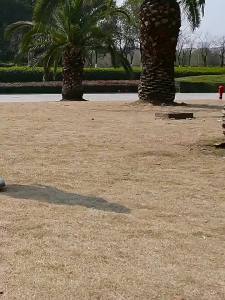 Outdoor Tent Automatic Easy-to-Put-up Tent Foldable Rainproof and Sun Protection Anti-Mosquito Park 3/4 Man Camping Tent