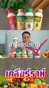 ปกป้องพืชจากหนอนเพลี้ยแมลงปากดูด เพิ่มผลผลิตให้สมบูรณ์แข็งแรง เคลียราห์4ขวด ไม่มีสารตกค้างในพืชผลทางการเกษตรเป็นสารประจุลบ สินค้าจัดส่งจากบริษัทของแท้