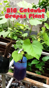 CATAWBA GRAPES LIVE PLANTS seedling ang stocks mabilis lumaki at mag bunga/ MAGANDA TO SA BAKURAN