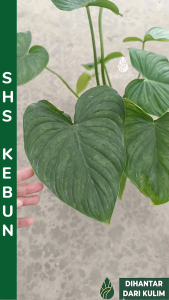 Philodendron Pastazanum Silver 蔓绿绒 Philodendron Indoor Plant Philodendron Pastazanum SHS Kebun
