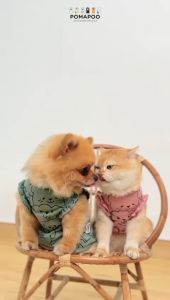 Puppy Nori Tank - Baju Kucing dan Baju Anjing POMAPOO Premium Berkualitas