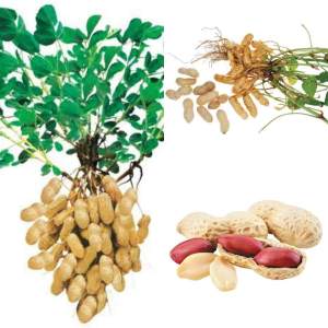 binhi pantanim mani 30 seeds outdoor garden plant