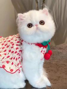 Adorable Princess Style Vest And Sling Skirt Thin Spring Autumn Dog Clothes for Small Breeds like Bichon And Cats Petwear