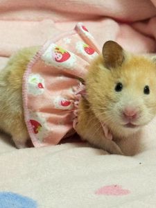 Hamster Special Small Clothes Hand Holding Rope Bib Sugar Glider Djungarian Hamster Flower Branch Mouse Guinea Pig Totoro Pet Hat