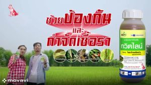 ทวิตไลน์ 500 มล.+ไทแบค 500 มล. เชื้อรา+แบคทีเรีย หมาแดง (ใช้ป้องกัน 1 ชุด ใช้ได้ 10 ไร่ / ใช้รักษา 1 ชุด ใช้ได้ 5 ไร่)