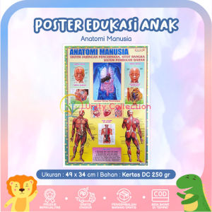 Poster Edukasi Anak Belajar Anggota Tubuh Manusia