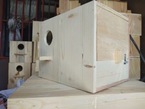 Standard lovebird nestbox size 8x8x10 inches