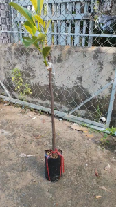 Cây Giống Mít Indo Ruột Đỏ Chuẩn Giống – Cây Khỏe Nhanh Lớn – Dễ Trồng - Cây GIống Vân Anh