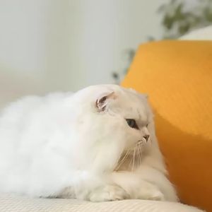 Epic Finds Automatic Pet Feeder dengan fungsi video