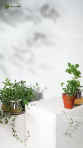 Đất trồng rau và hoa Potting Mix BA hiệu quả vượt trội thành phần an toàn thích hợp trồng rau củ quả hoa tại nhà